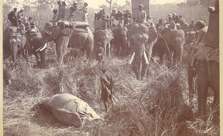 Охотники с убитыми носорогами.