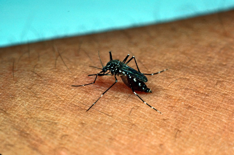 "Aedes aegypti on arm"; photo by AFPMB, used under a CC BY-NC-ND 2.0 license. 
