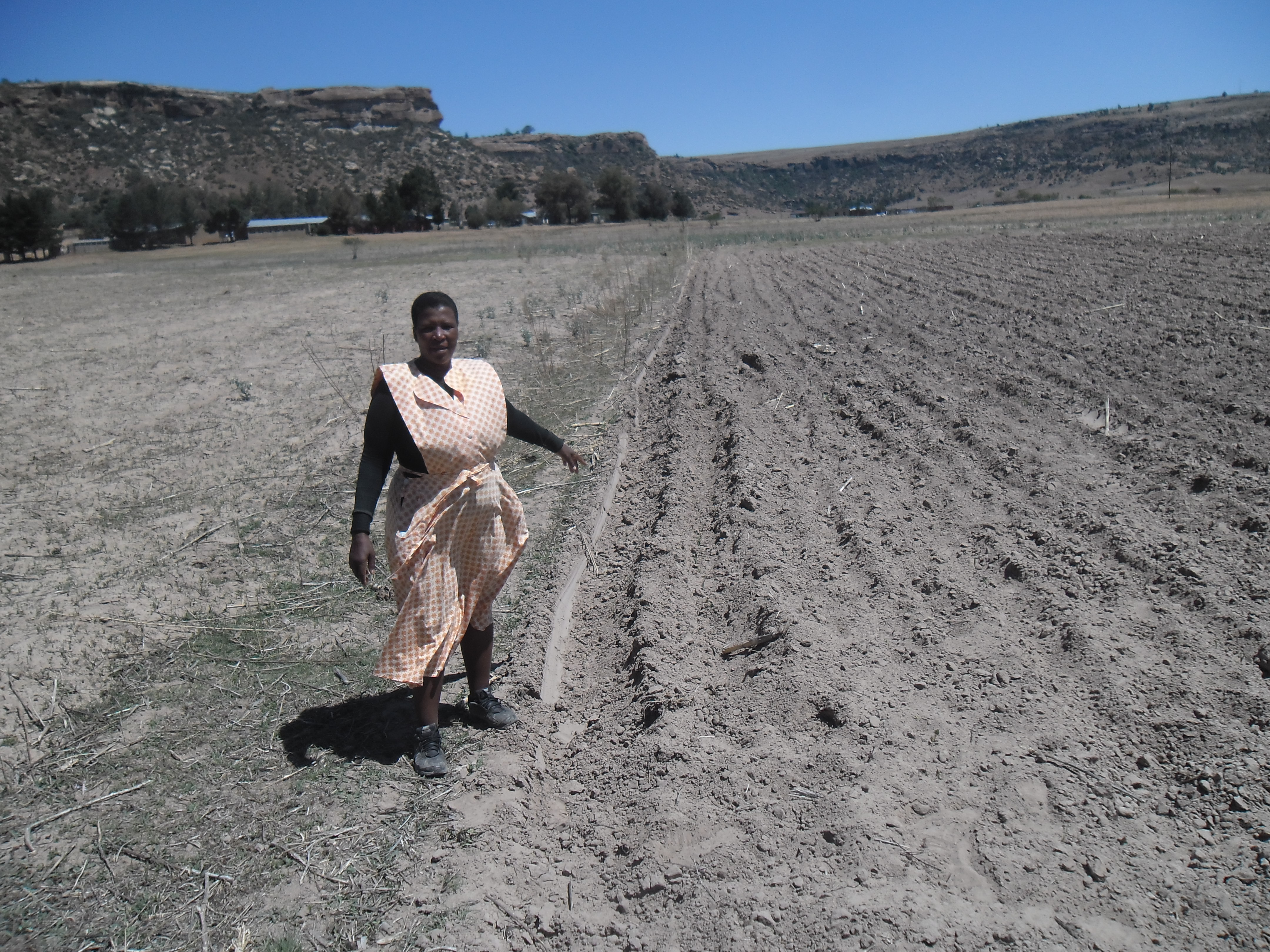  A farmer showing a drought affected field in Lesotho. Photo used with permission from Send a Cow.