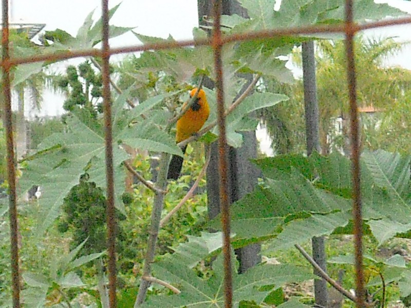 Tropical bird returns to Tajamar Mangrove. Photo: Danica Jorden