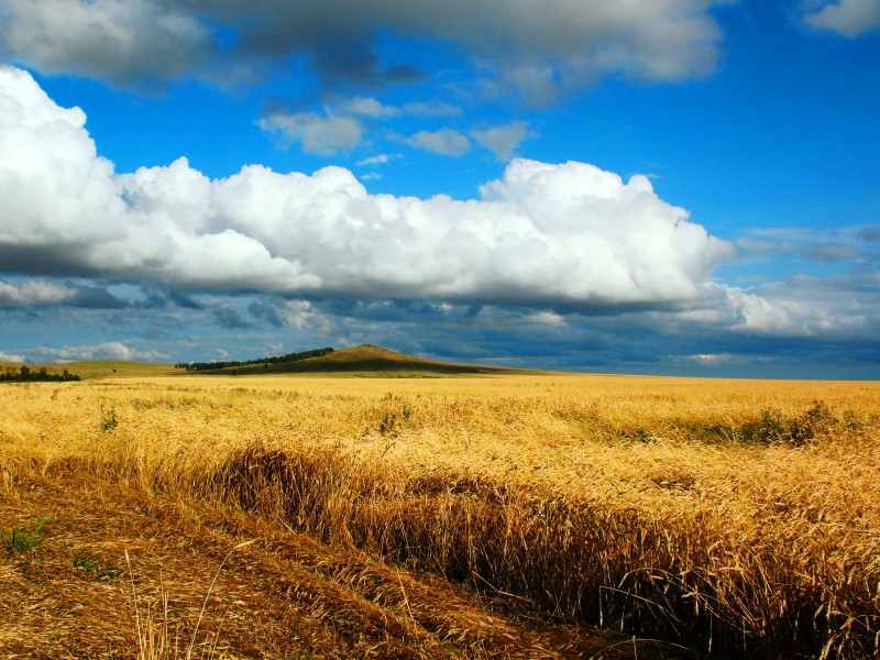 It's about the land. Or is it? Grain fields near Kokshetau, Kazakhstan by Breshuk. Wikipedia image. 