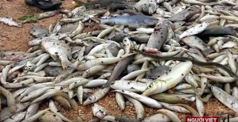 Screenshot of dead fish in Ha Tinh in central Vietnam. Source: Người Việt Online / Youtube