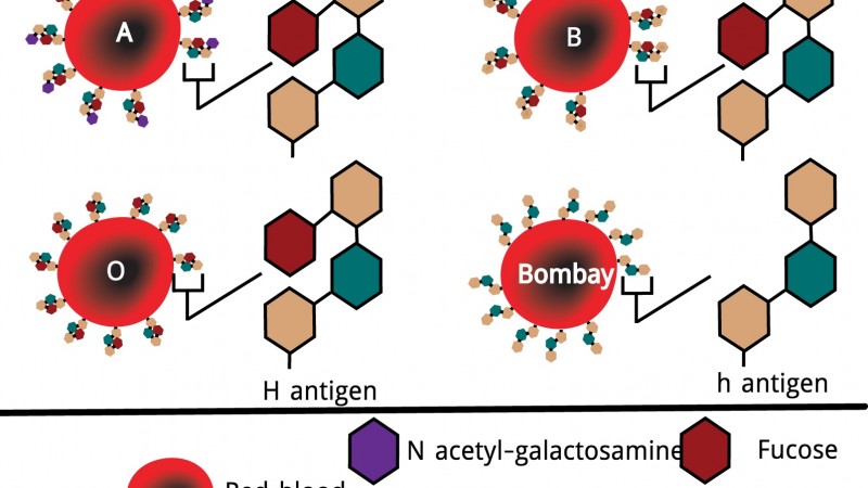Diagram showing the molecular structure of the ABO(H) antigen system. Image via Wikipedia