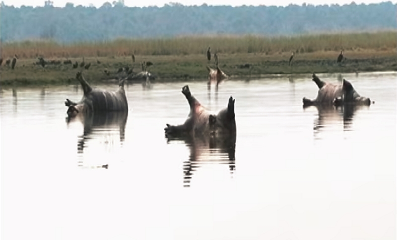 Screenshot of a Namibian Broadcasting Corporation (NBC) report on YouTube showing lifeless hippos in Namibia.