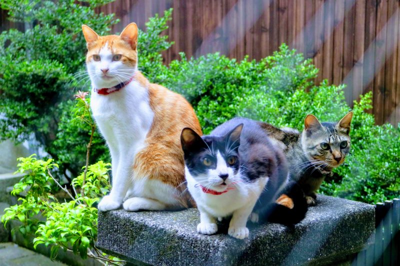 японские кошки