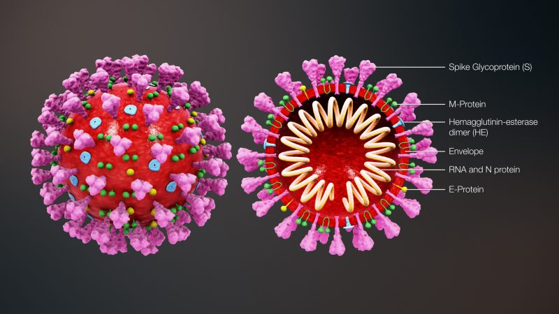 Cross-sectional model of 2019 n-CoV showing the components of the virus. 