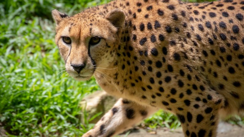 Nigeria's Operation Àmò̩té̩kùn: Was it named after a leopard, cheetah or  tiger? · Global Voices