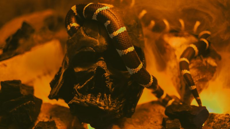 Un serpent se faufile à l'intérieur d'un crâne qui semble calciné.