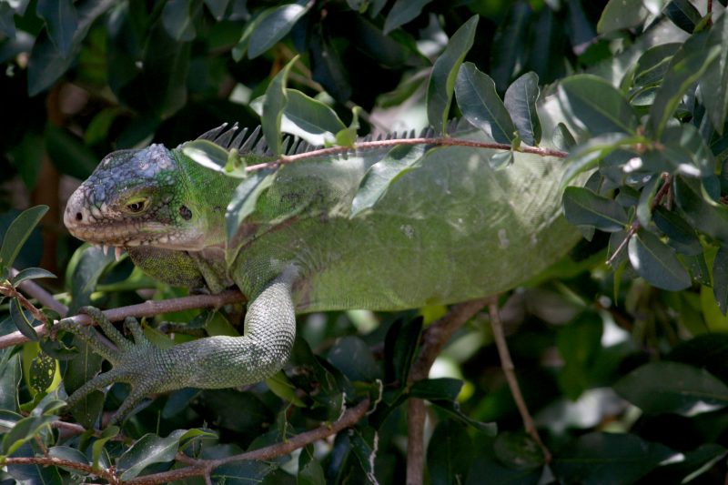 On distingue un iguane, en plan serré, sur une branche d'un arbre. Son corps, de couleur verte, se mélange aux feuillles de l'arbre. Le soleil vient le réchauffer.