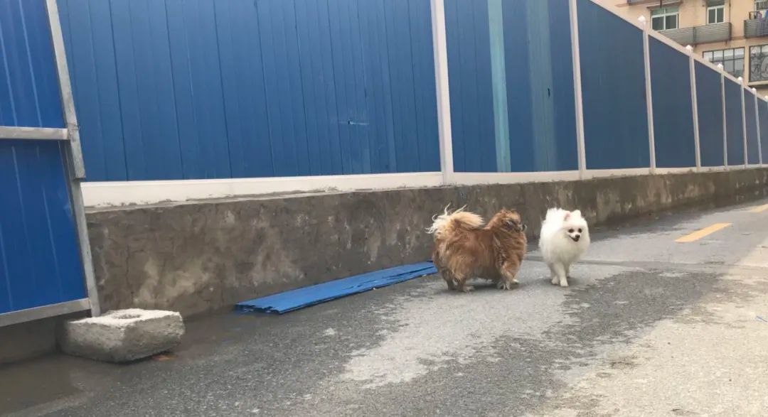 Deux petits chiens se promènent seuls dans la cour d'une résidence, devant une barrière bleue de quarantaine.