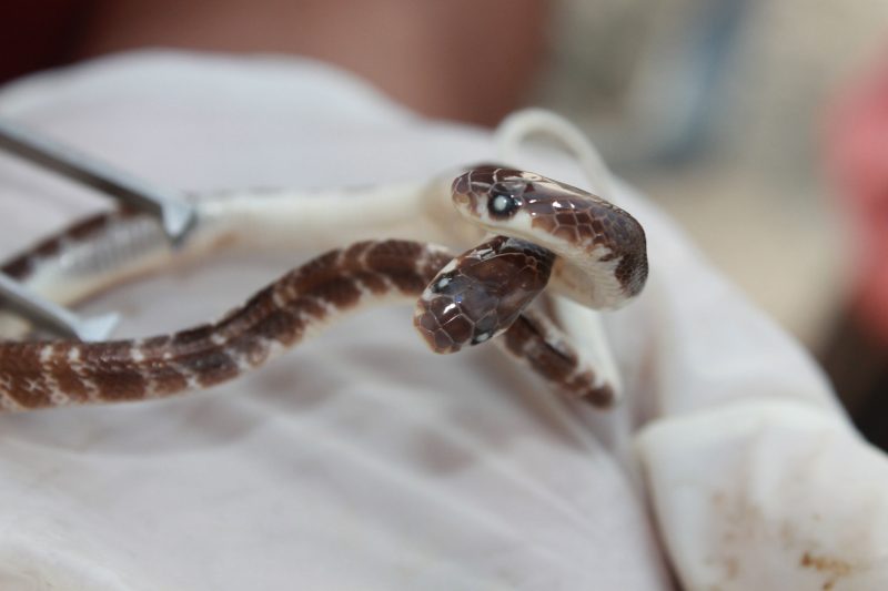 Gros plan d'un jeune serpent à deux têtes dans une clinique vétérinaire. Il est maintenu par un instrument de mesure.