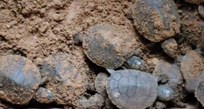 Les tortues à peine écloses se déplacent dans le sable.