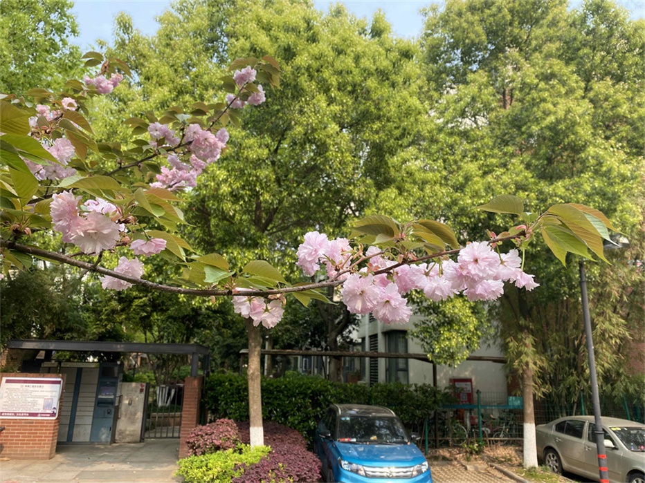 Une branche de cerisier en fleurs occupe le premier plan. En arrière plan, on peut voir des appartements cachés par une rangée d'arbres.