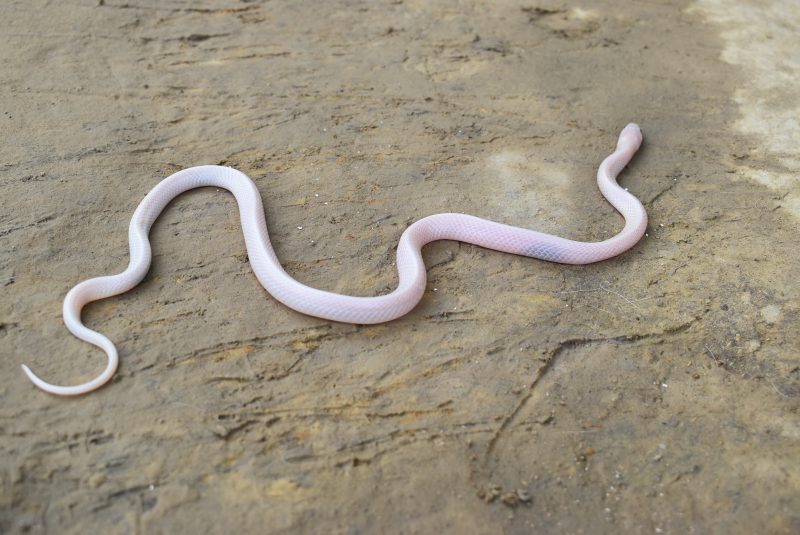 L'image montre un long serpent blanc, ondulant sur le sable mouillé.
