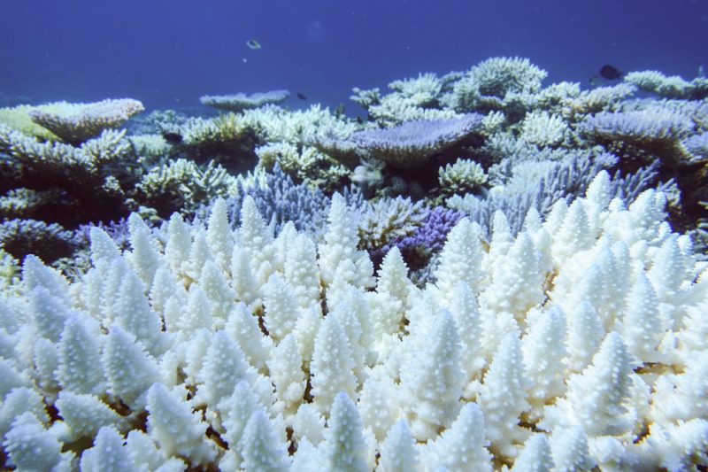 L'image montre des coraux blanchis dans l'océan.
