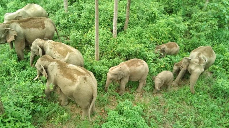 Elephants at Bardiya National Park, located at the Bardiya District of Lumbini province in Midwestern Nepal.