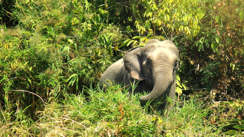 Asian Elephant in Inani Coxs Bazar