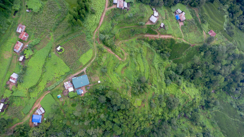 An integrated growing system including tea gardens, vegetable production and forest.