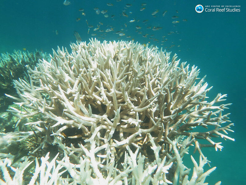 Great Barrier Reef Bleached staghorn coral March 2017