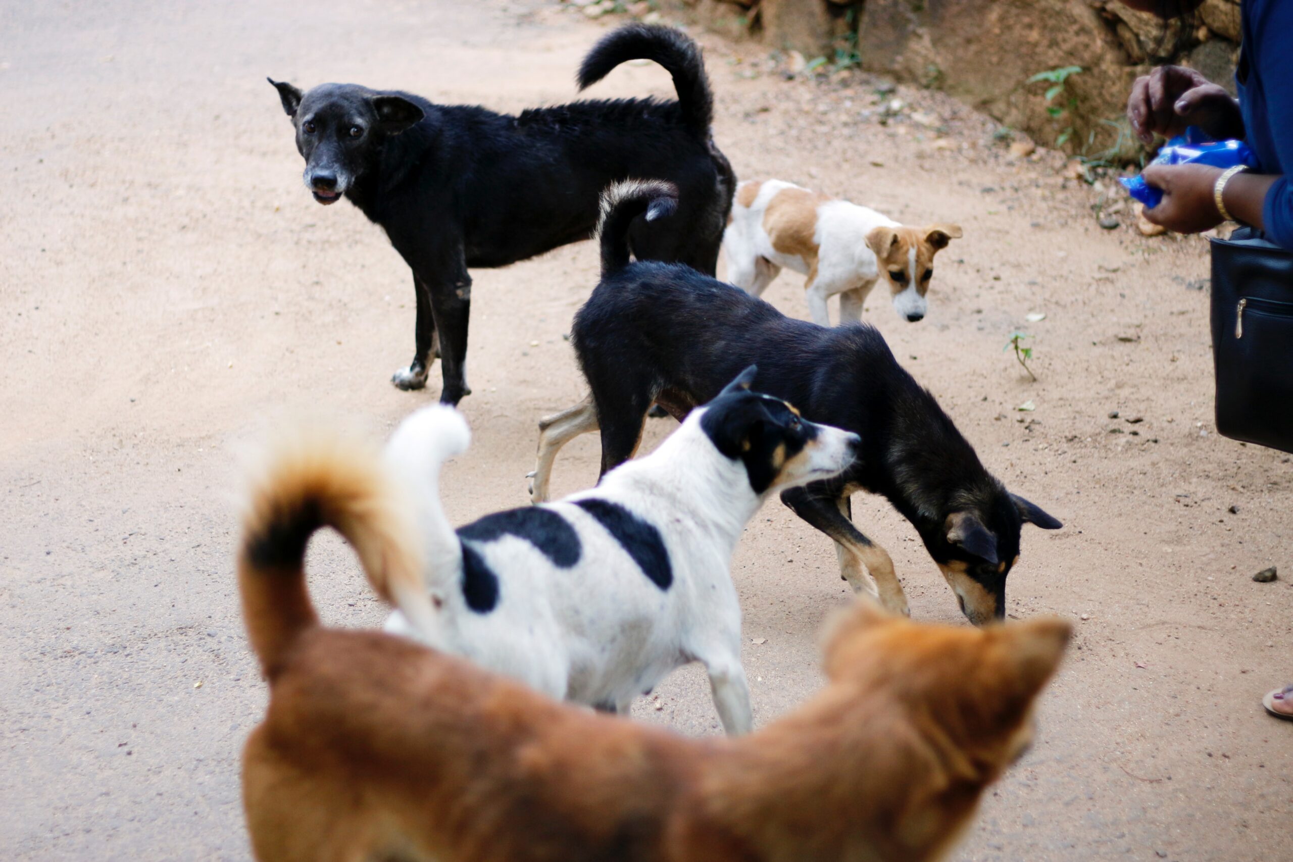 A crowdsourced map in Turkey targeting stray dogs leads to public outcry ·  Global Voices