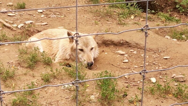 Une louve allongée dans un trou, derrière les grillages du zoo.