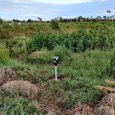 Long shot of animal deterrent light in the middle of an agricultural field in Tamil Nadu.