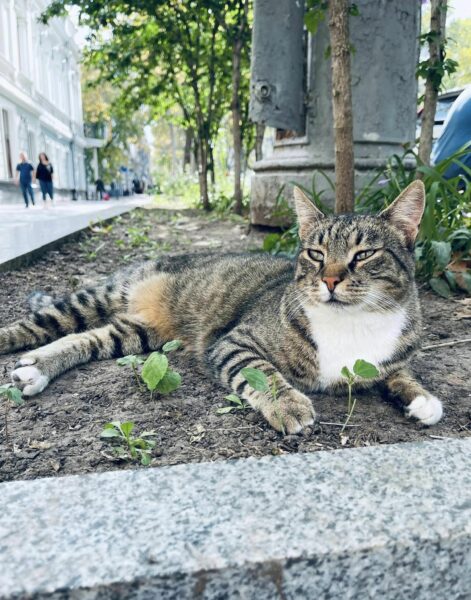 gatto riposa all'ombra nel centro di Odessa
