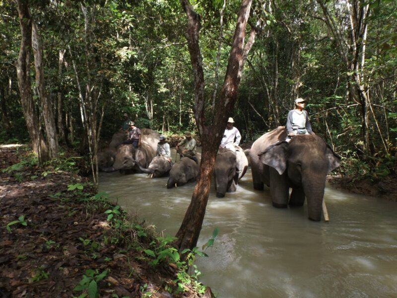 A patrol of six elephants from the ERU Tegal Yoso camp bathe with their mahouts in the morning.  Photo by Andi Aisyah Lamboga