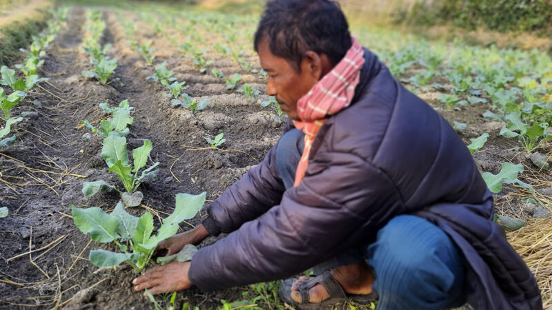 Sixty-two-year-old Mahitu Lekhi from Ratwala Village in Saptari District prepares the necessary biodynamic compost, grows organic vegetables in his agricultural land and sells them in the local market and also through Spiral Farm House Organic Farmer’s Shop in Lahan.
