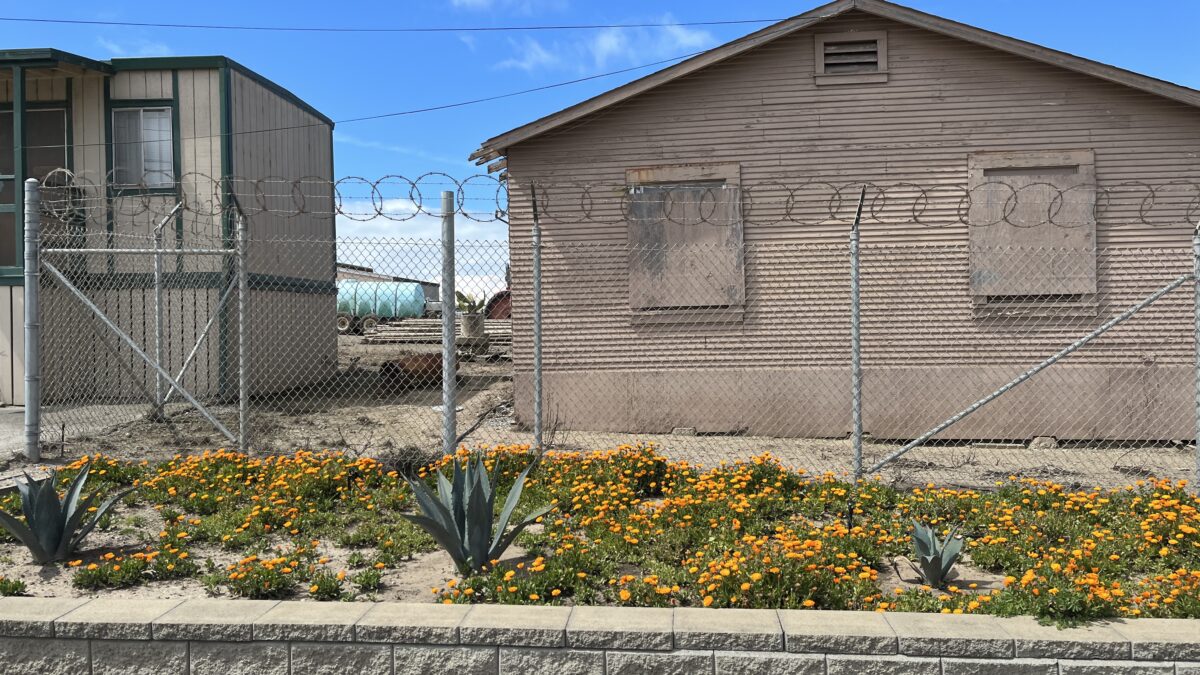 A brown farm building sits behind a barbed wire fence and a bed of bright yellow flowers, with an irrigation truck and blue skies in the background.