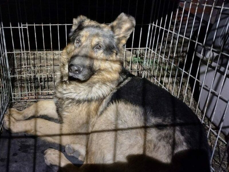 Kyiv_Animal_Rescue_Group
