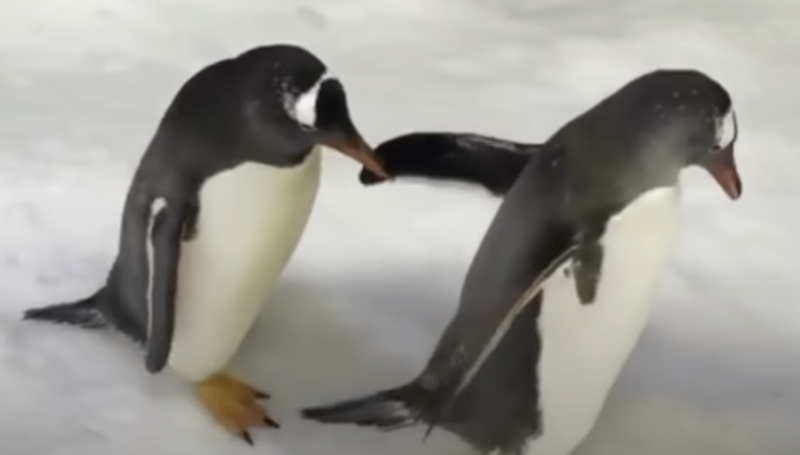 Sphen and Magic - Screenshot from YouTube video: Same-sex penguin couple is first in Australia to nurture foster egg