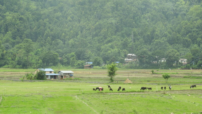 Chepang Community People grazing their livestocks in Rapti Municipality-1, Photo By Biswash Chepang